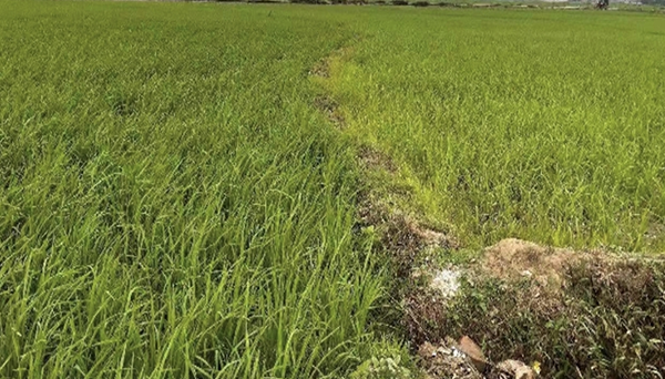 CEM微生物技術(shù)在廣西貴港紅米水稻種植實驗中的應(yīng)用