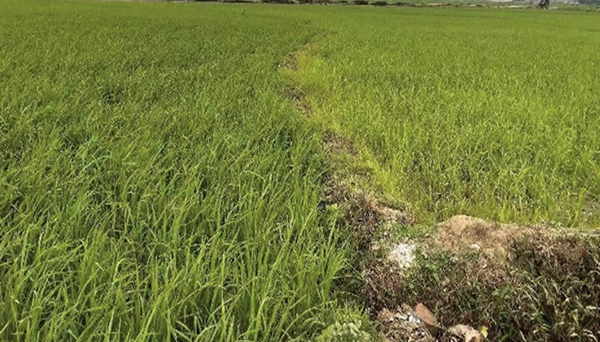 CEM微生物技術(shù)在廣西貴港紅米水稻種植實(shí)驗(yàn)中的應(yīng)用